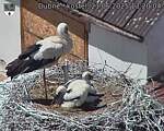 Capi_Dubne_20250621_132004.jpg