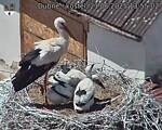 Capi_Dubne_20250621_135502.jpg