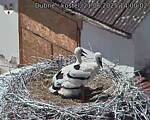 Capi_Dubne_20250621_140002.jpg
