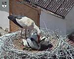 Capi_Dubne_20250621_144002.jpg