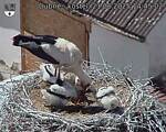 Capi_Dubne_20250621_144502.jpg