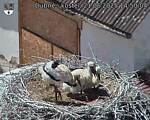 Capi_Dubne_20250621_145004.jpg