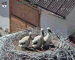 Capi_Dubne_20250621_145502.jpg