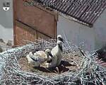 Capi_Dubne_20250621_150003.jpg