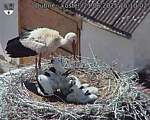 Capi_Dubne_20250621_151002.jpg