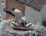 Capi_Dubne_20250621_151504.jpg