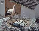 Capi_Dubne_20250621_155004.jpg