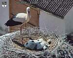 Capi_Dubne_20250621_160503.jpg