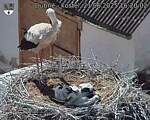 Capi_Dubne_20250621_162002.jpg