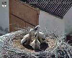 Capi_Dubne_20250621_164002.jpg