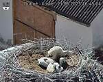 Capi_Dubne_20250621_164504.jpg