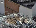 Capi_Dubne_20250621_165502.jpg