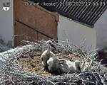 Capi_Dubne_20250621_170003.jpg