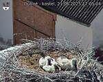 Capi_Dubne_20250621_170504.jpg