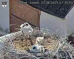 Capi_Dubne_20250621_173503.jpg