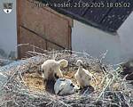 Capi_Dubne_20250621_180502.jpg