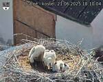 Capi_Dubne_20250621_181004.jpg