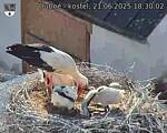 Capi_Dubne_20250621_183002.jpg