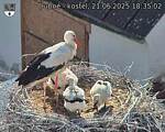 Capi_Dubne_20250621_183502.jpg