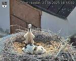 Capi_Dubne_20250621_185502.jpg