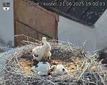 Capi_Dubne_20250621_190003.jpg