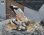 Capi_Dubne_20250621_190502.jpg