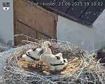 Capi_Dubne_20250621_191002.jpg