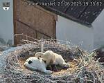 Capi_Dubne_20250621_193502.jpg