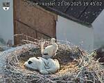 Capi_Dubne_20250621_194502.jpg