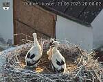 Capi_Dubne_20250621_200002.jpg