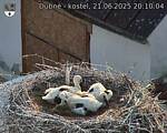 Capi_Dubne_20250621_201004.jpg
