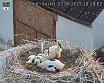 Capi_Dubne_20250621_202003.jpg