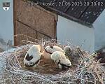 Capi_Dubne_20250621_203002.jpg