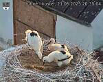 Capi_Dubne_20250621_203504.jpg