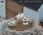 Capi_Dubne_20250621_204002.jpg