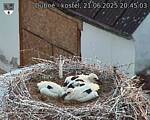 Capi_Dubne_20250621_204503.jpg
