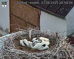 Capi_Dubne_20250621_205004.jpg