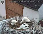 Capi_Dubne_20250621_212002.jpg