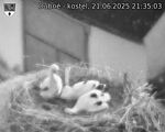 Capi_Dubne_20250621_213503.jpg