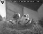 Capi_Dubne_20250621_215002.jpg