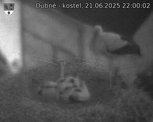 Capi_Dubne_20250621_220002.jpg (1350 x 1080)