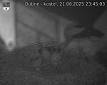 Capi_Dubne_20250621_234503.jpg