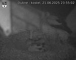 Capi_Dubne_20250621_235502.jpg