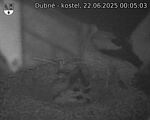 Capi_Dubne_20250622_000503.jpg