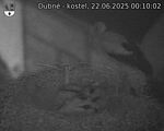Capi_Dubne_20250622_001002.jpg