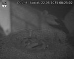 Capi_Dubne_20250622_002502.jpg
