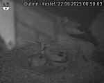 Capi_Dubne_20250622_005003.jpg