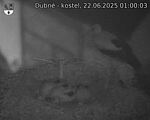 Capi_Dubne_20250622_010003.jpg
