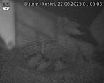 Capi_Dubne_20250622_010503.jpg