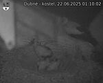 Capi_Dubne_20250622_011002.jpg